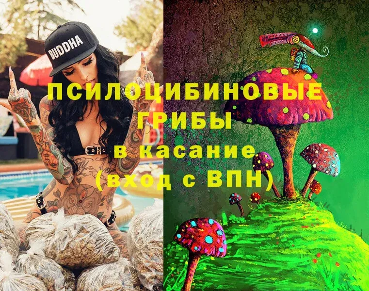 OMG вход  Камышин  Псилоцибиновые грибы Psilocybe 